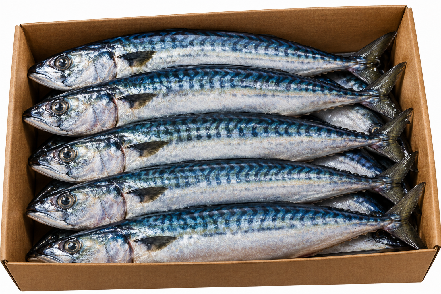 Mackerel