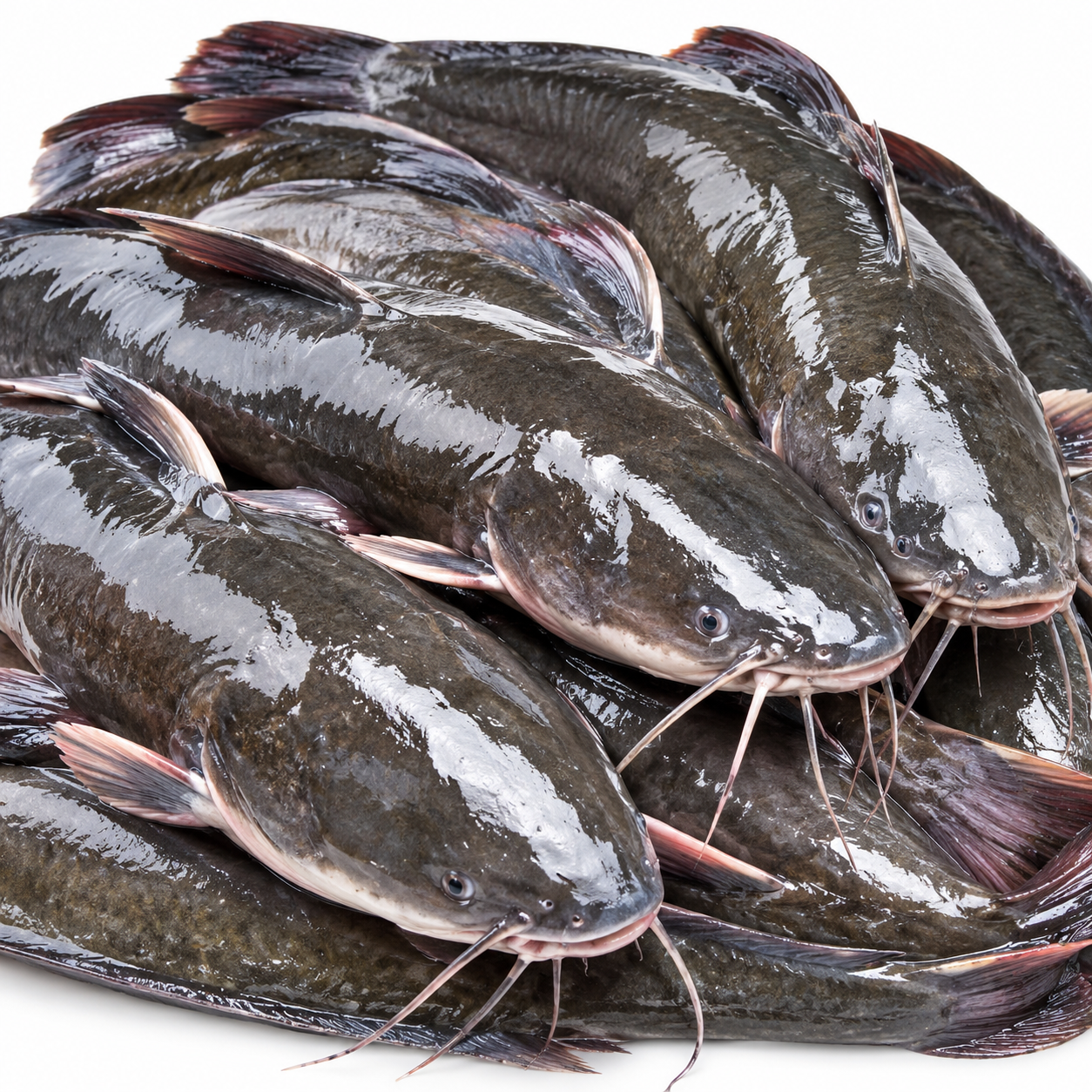 Catfish — photo 2