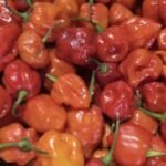 GHOST PEPPER (VERY HOT PEPPER)