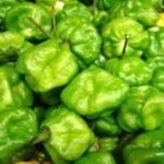 GREEN HOT PEPPER