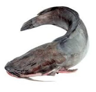 FRESH CATFISH
