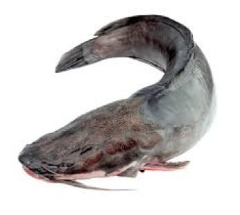 FRESH CATFISH