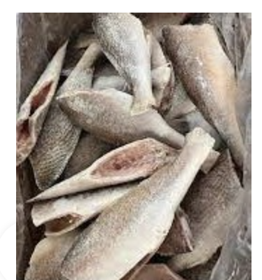 CROAKER FISH