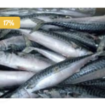 MACKEREL FISH
