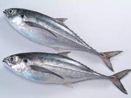 HORSE MACKEREL (KOTE) FISH